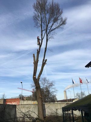 Baum fällen - Wyland Baumpflege - Marthalen