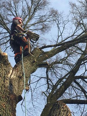 Seilklettertechnik - Wyland Baumpflege - Marthalen