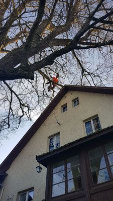 Baumspezialist - Wyland Baumpflege - Marthalen