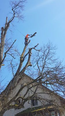 Unterhalt für Garten - Wyland Baumpflege - Marthalen