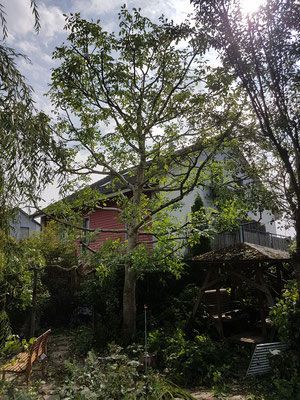 Neubepflanzung - Wyland Baumpflege - Marthalen