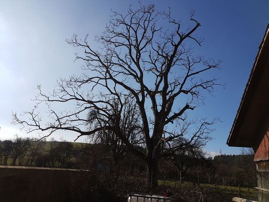 Wurzelstock fräsen - Wyland Baumpflege - Marthalen