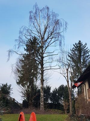 Neubepflanzung - Wyland Baumpflege - Marthalen