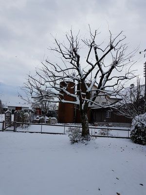 Rodung - Wyland Baumpflege - Marthalen