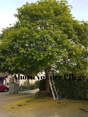 Ahornbaum pflegen - Wyland Baumpflege - Marthalen