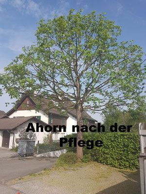Unterhalt Baumpflege - Wyland Baumpflege - Marthalen