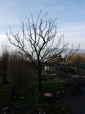 Neubepflanzung Baum - Wyland Baumpflege - Marthalen