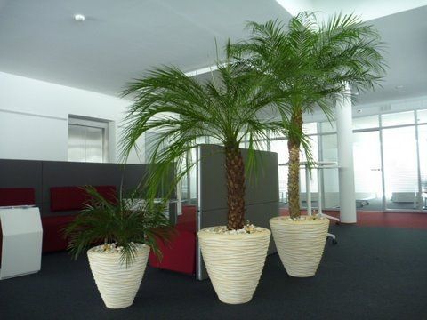 Büropflanzen - Hydro Team - Bauma