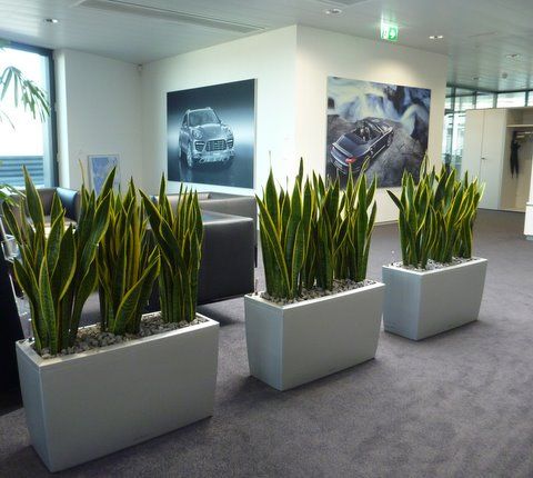 Innenbegrünung Büro - Hydro Team - Bauma