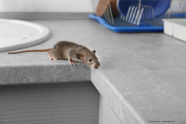 Maus in einer Küche