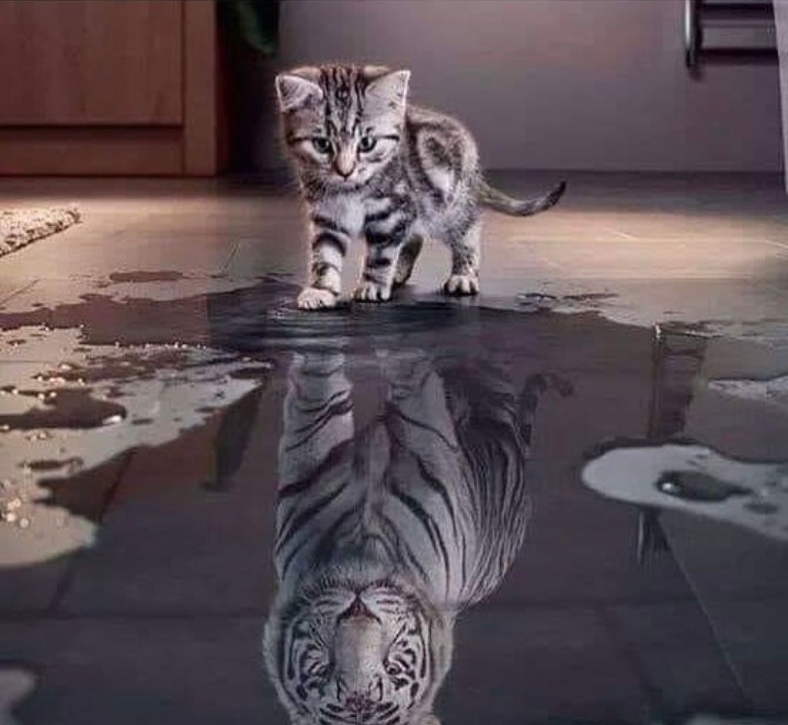 Reflet de l'image du chat