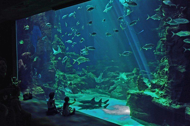 aquarium_mare_nostrum