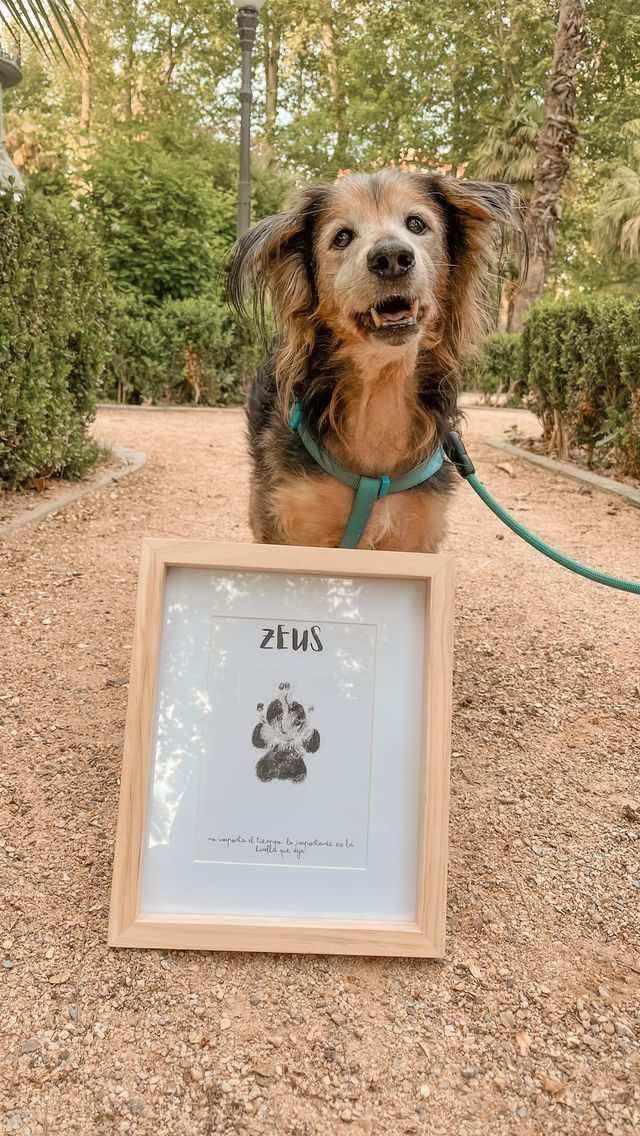 Un perro está de pie junto a una huella enmarcada en un parque. Lleva un arnés verde y tiene la boca abierta.