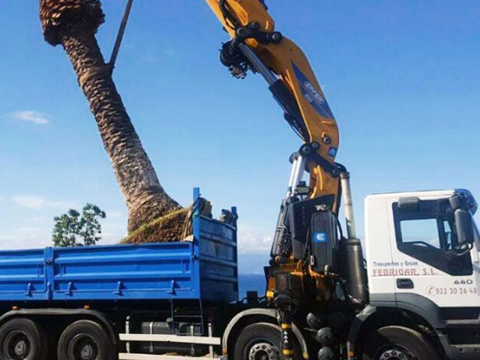 Un camión con una grúa acoplada transporta un árbol de gran tamaño.