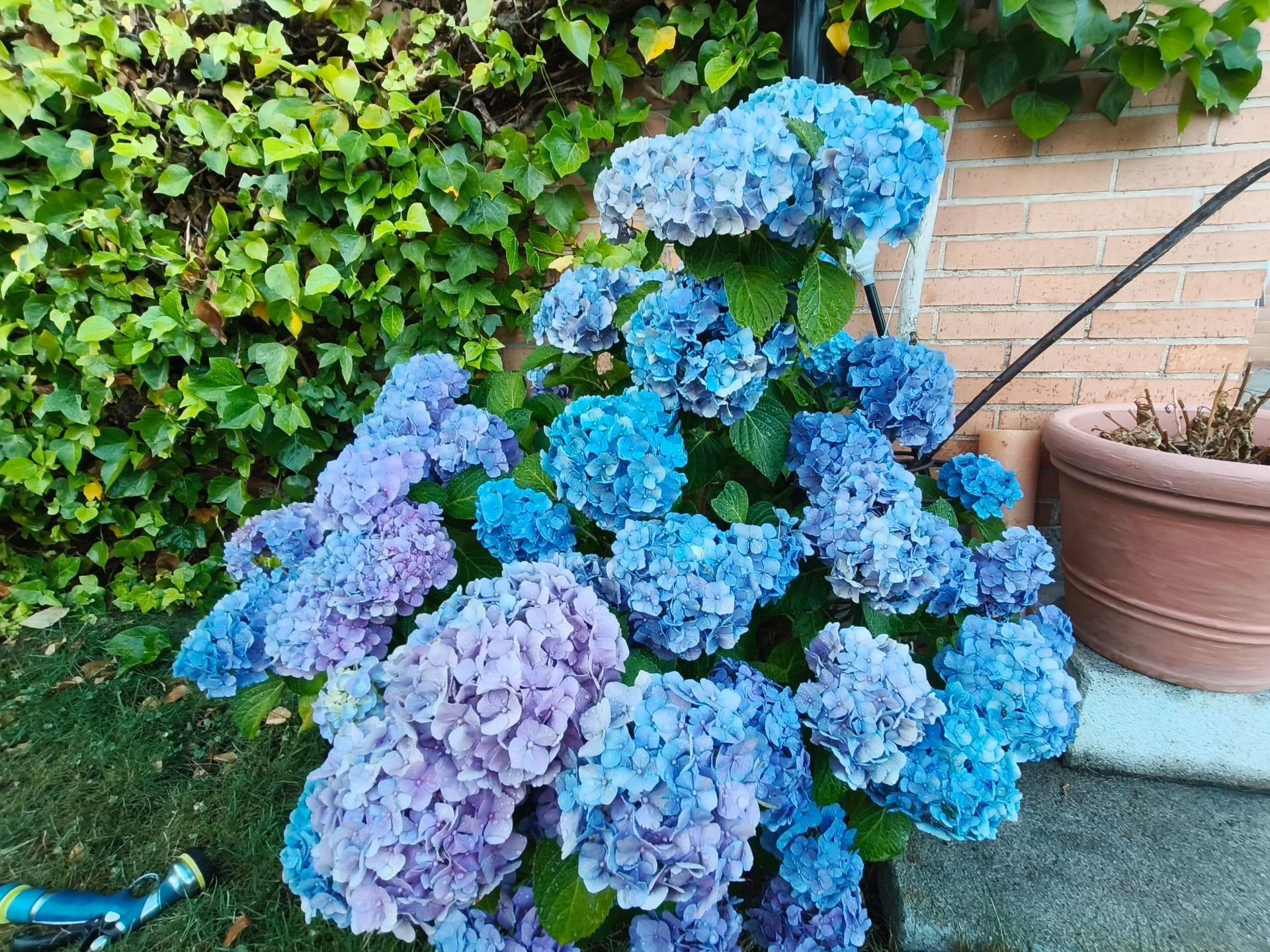 Arbusto de hortensias azules y moradas junto a un muro de ladrillo y una maceta de terracota en un jardín