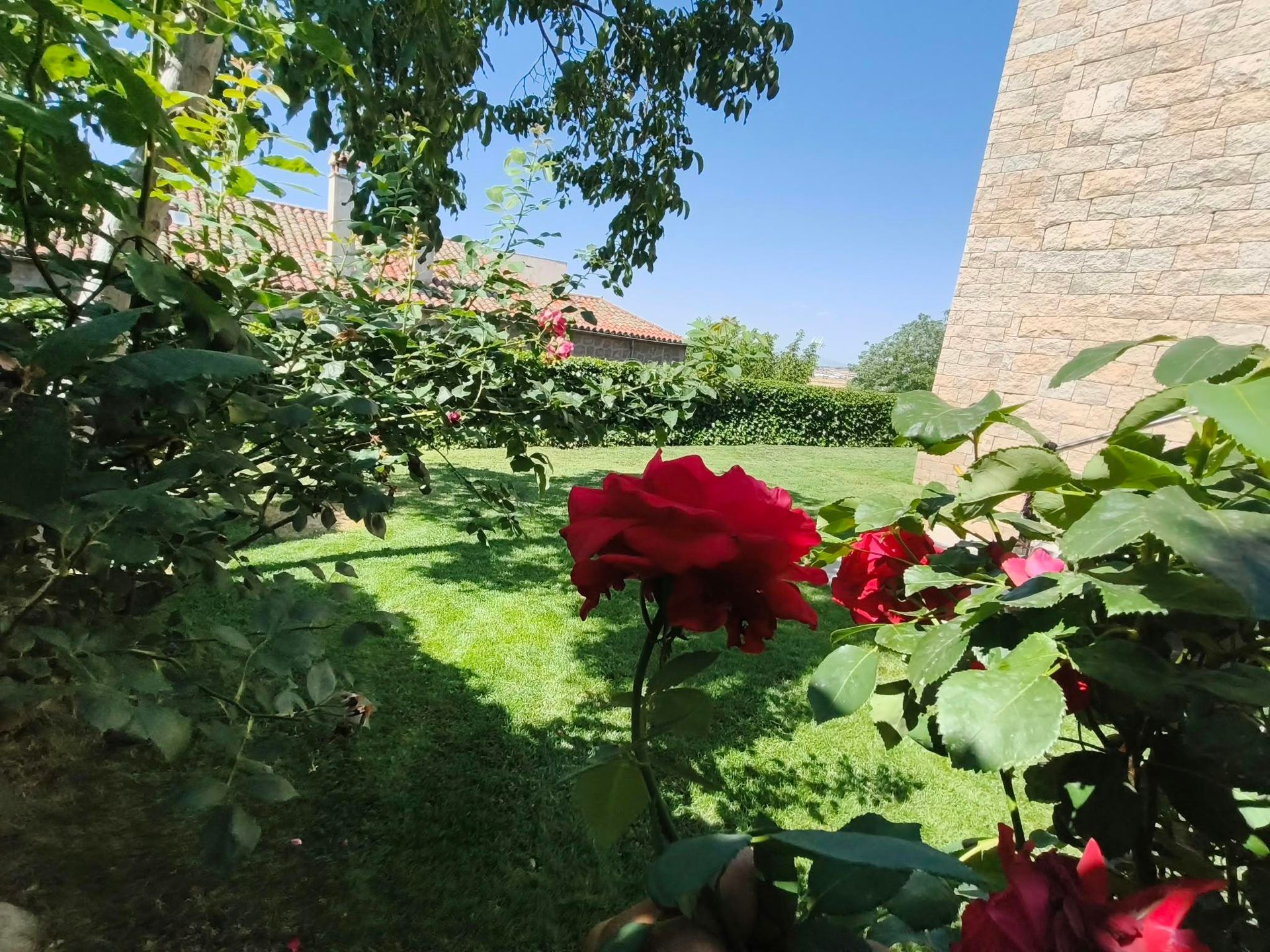 Rosas rojas en un jardín soleado, junto a un muro de piedra y un césped verde.