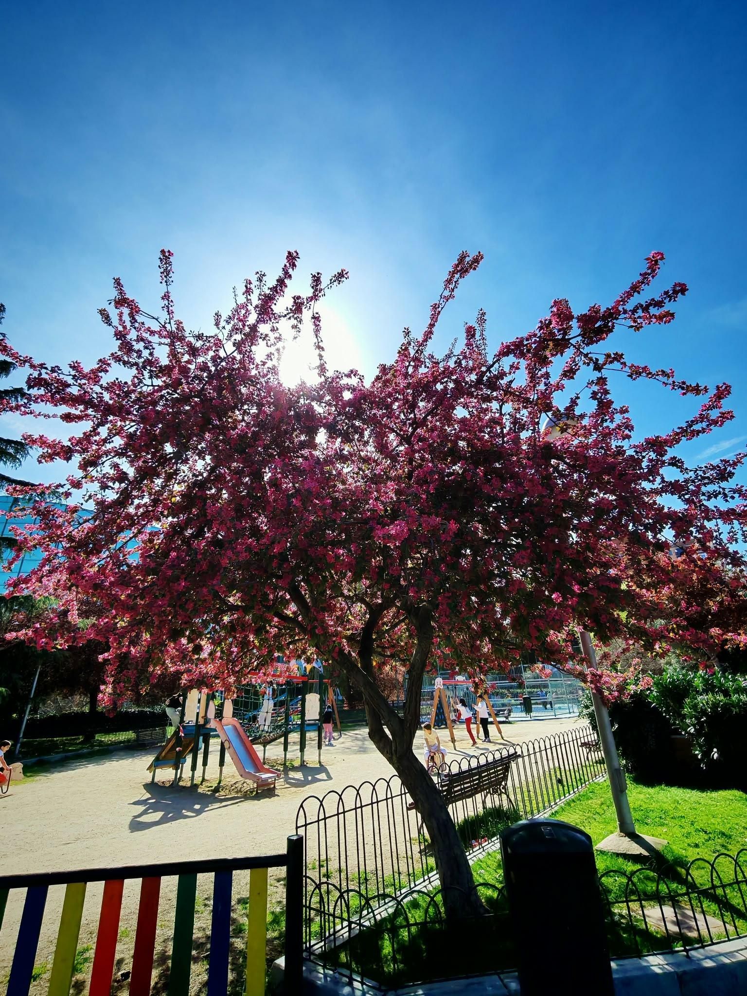 Árbol de flores rosas en un parque soleado, con juegos infantiles y un cielo azul