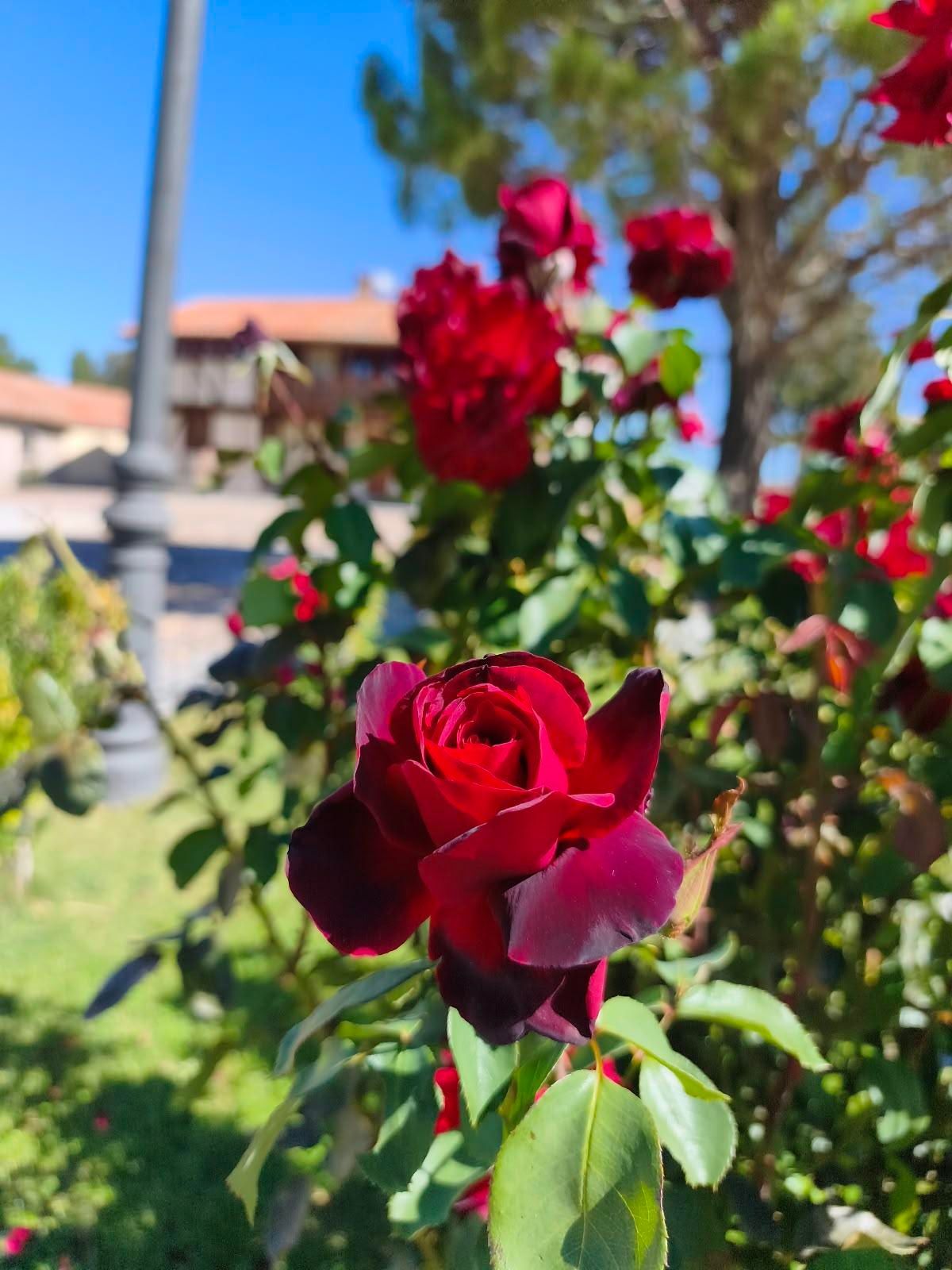 Rosas rojas floreciendo en un jardín soleado, con casas desenfocadas al fondo