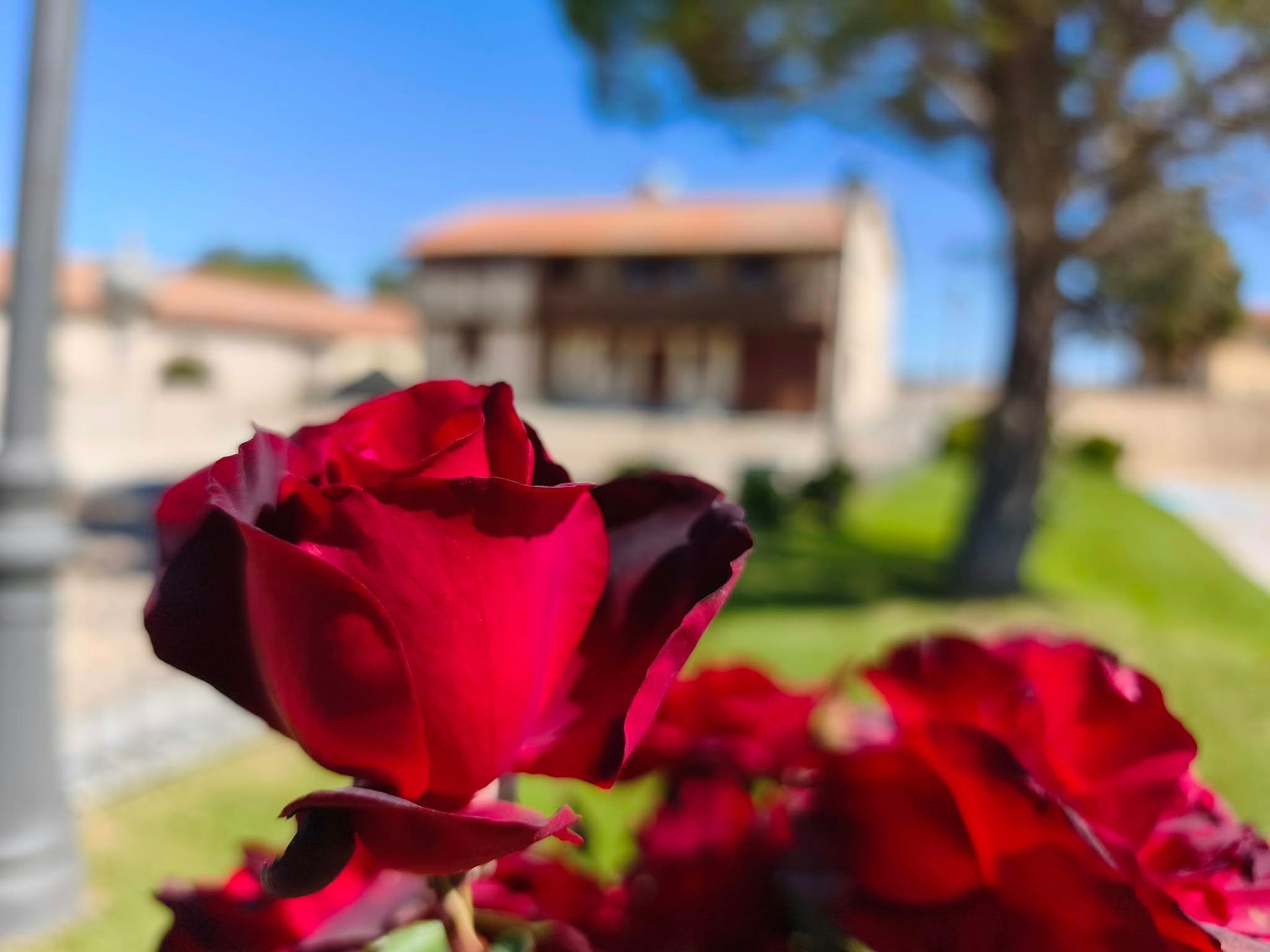 Rosas rojas en primer plano, con una casa desenfocada y el cielo azul de fondo.