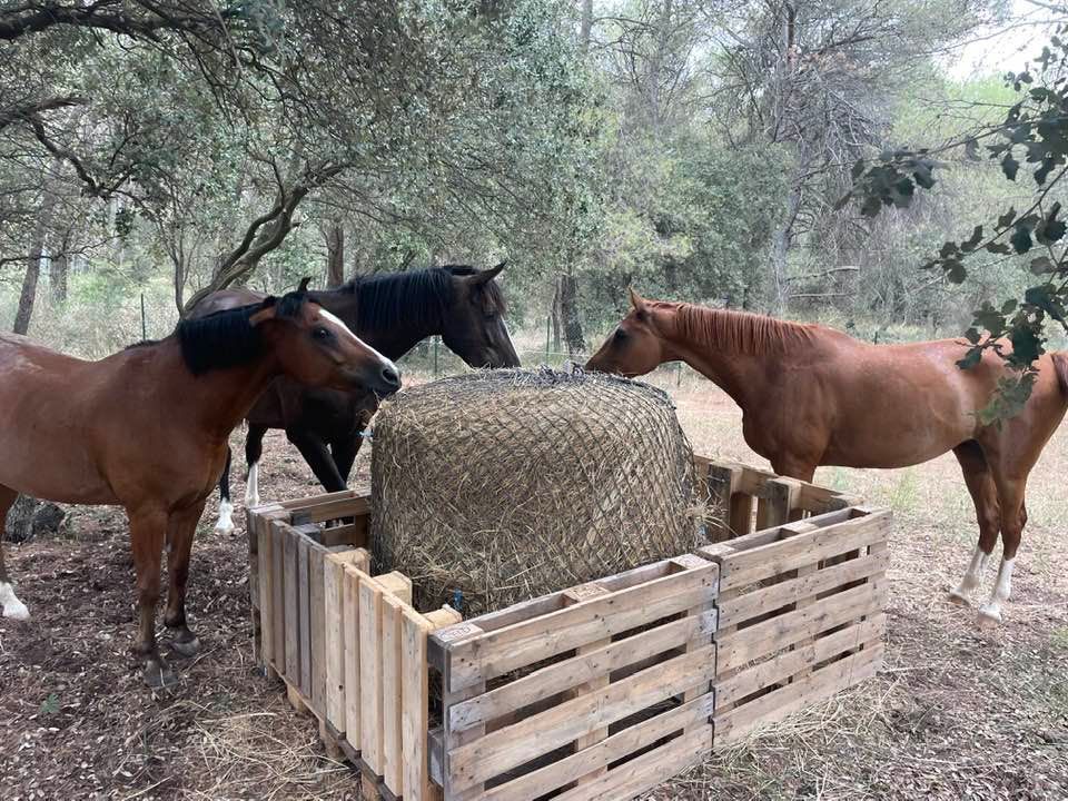Des chevaux qui mangent du foin.
