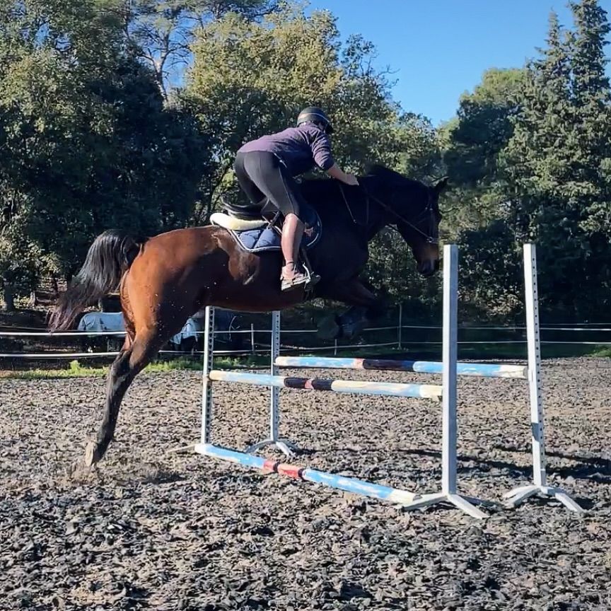 Un cheval qui saute un obstacle.