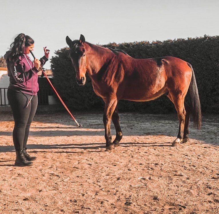 Un cheval dans une carrière avec une personne.