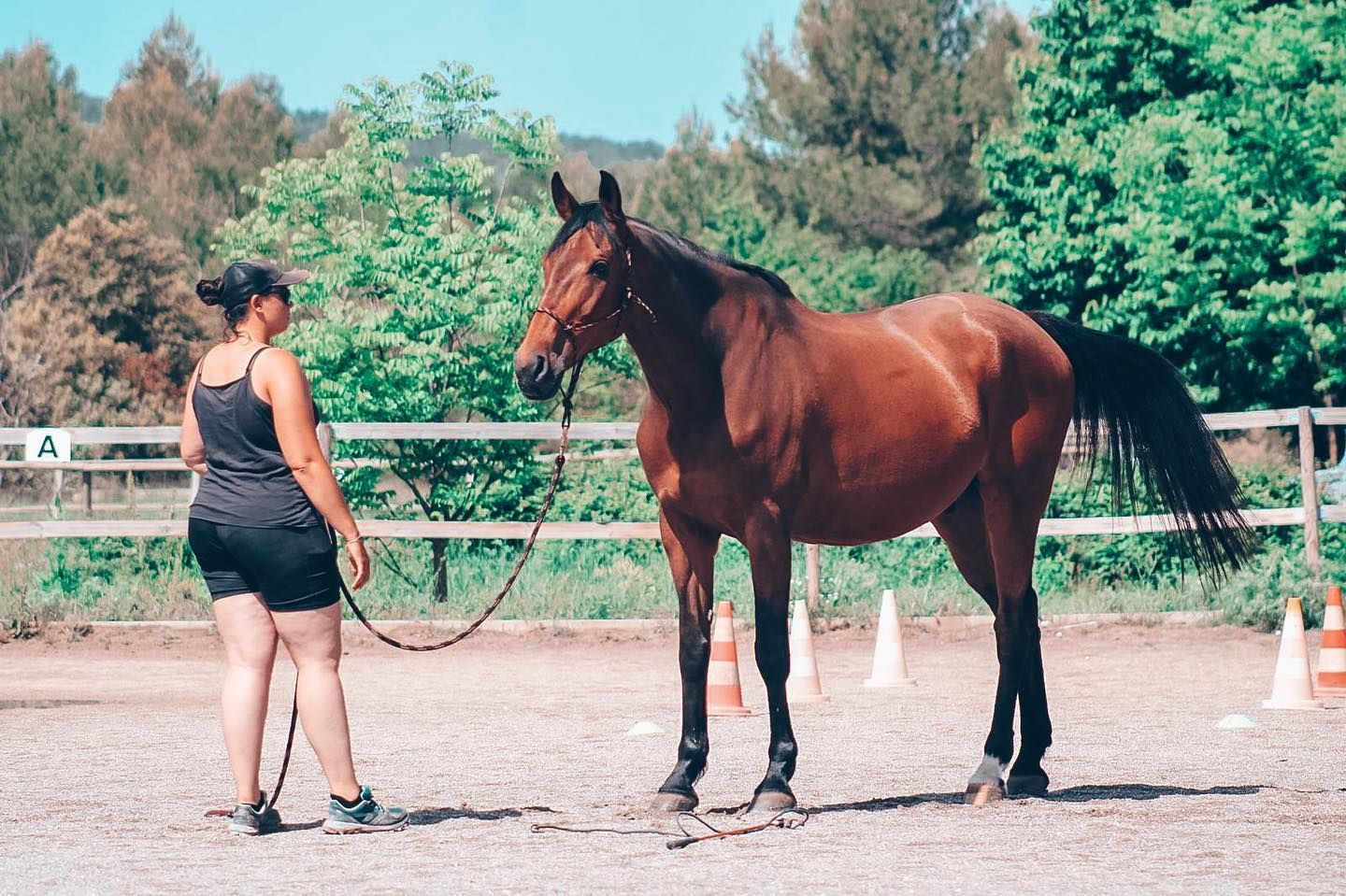 Un cheval avec un licol.