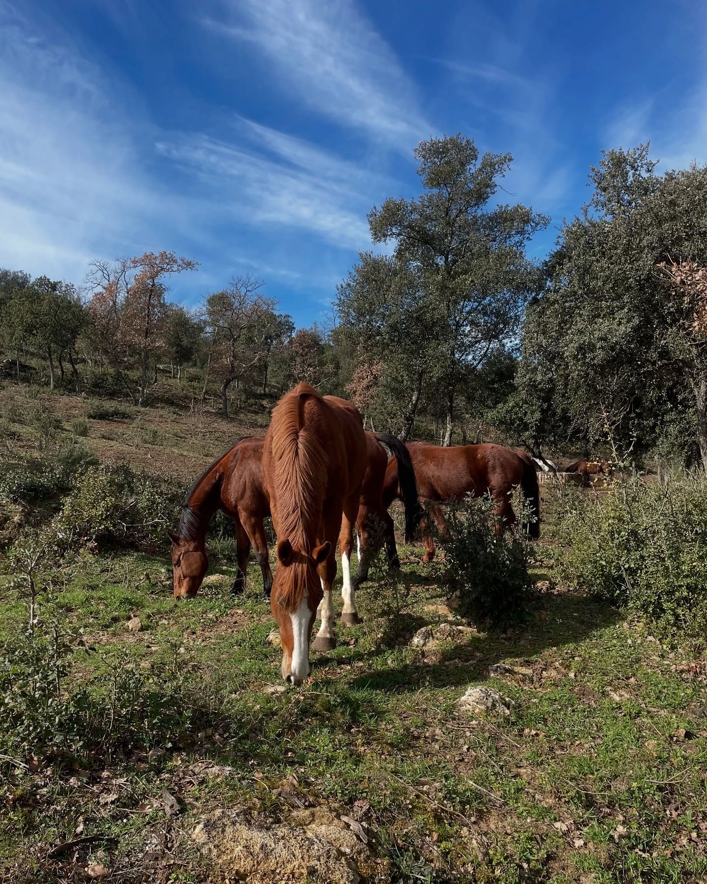 Des chevaux en troupeau dans un pré.