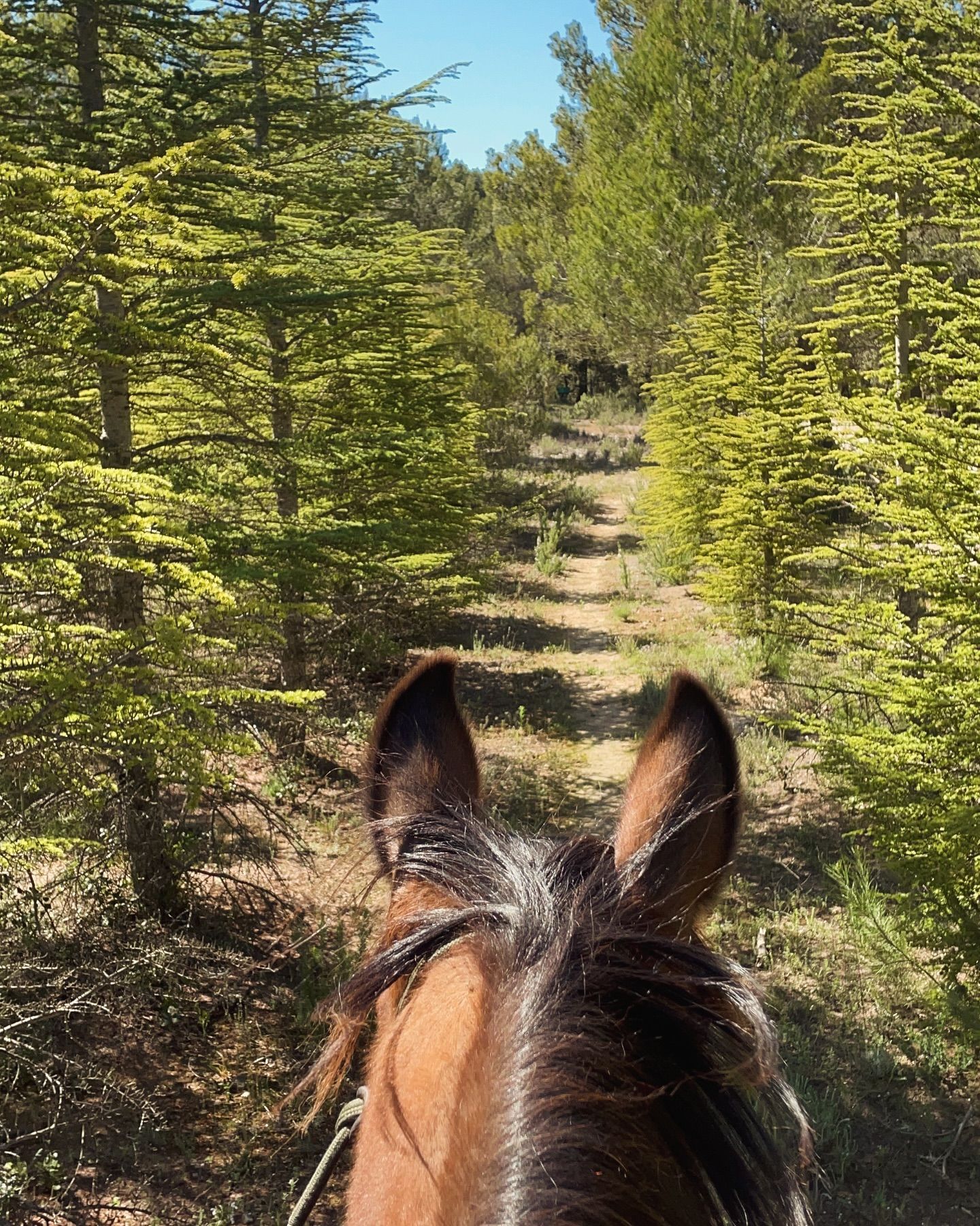 Les oreilles d'un cheval.