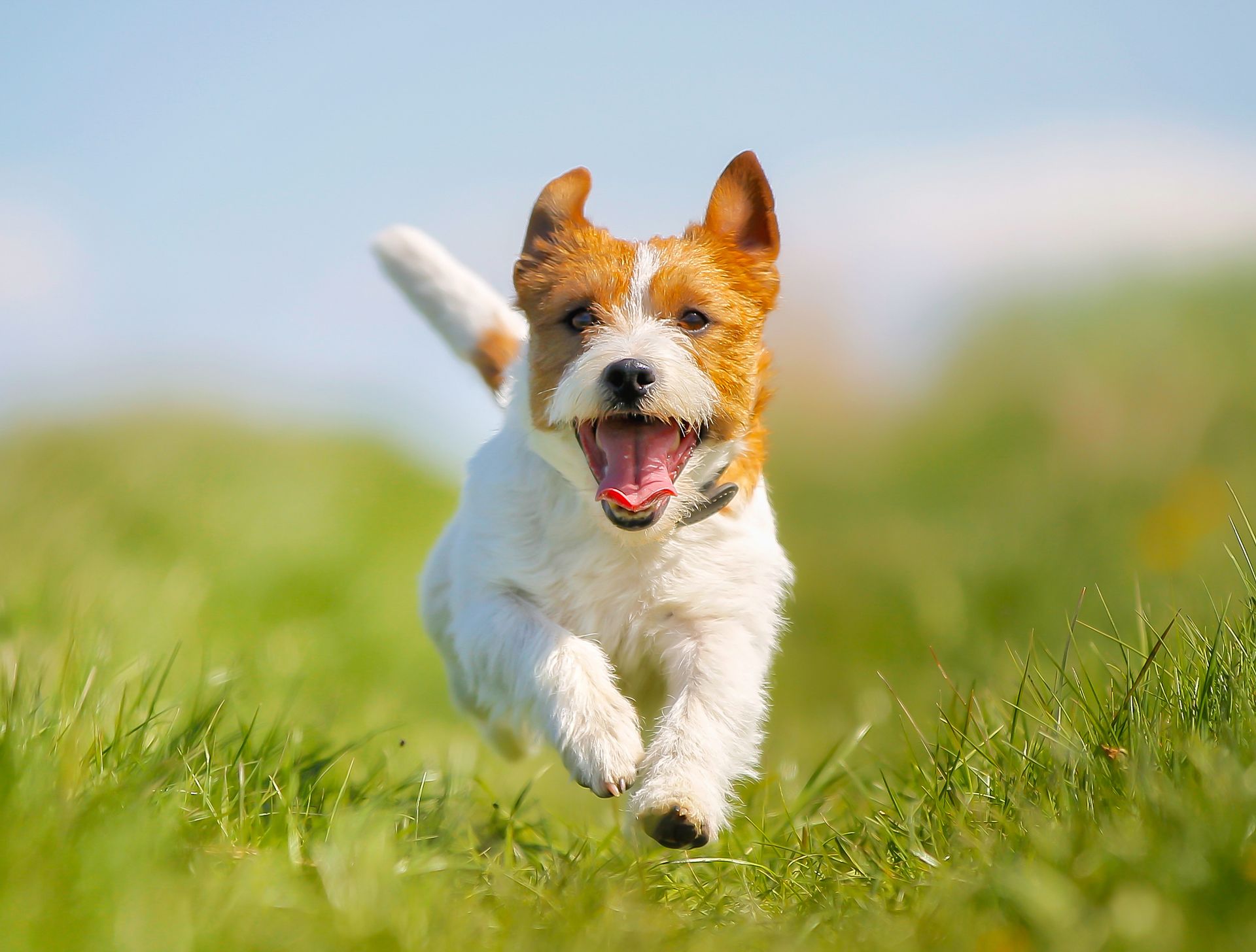 Un petit chien.