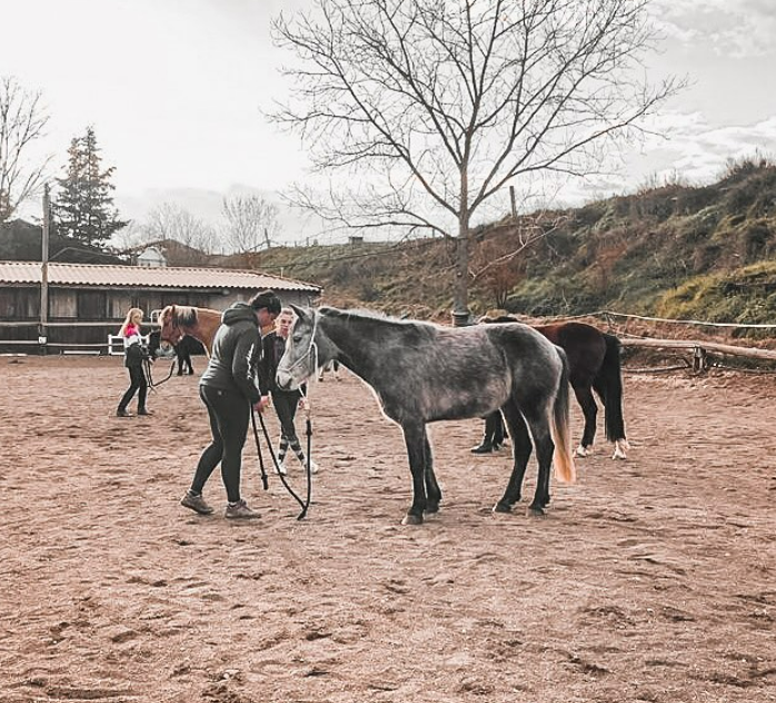 Des chevaux dans une carrière.