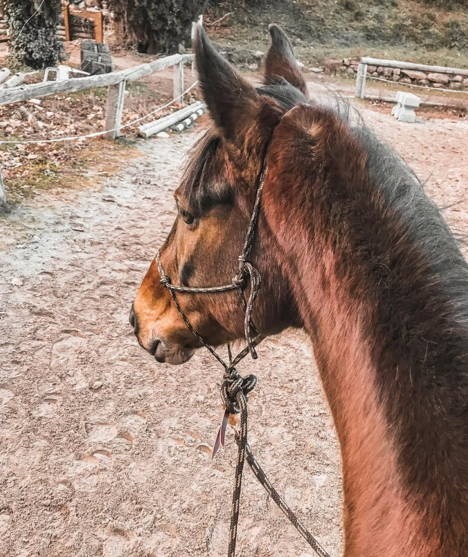 Un cheval avec un licol éthologique.