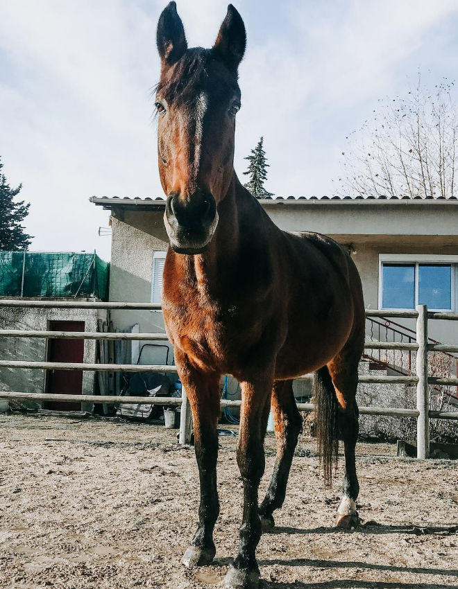 Un cheval alezan.
