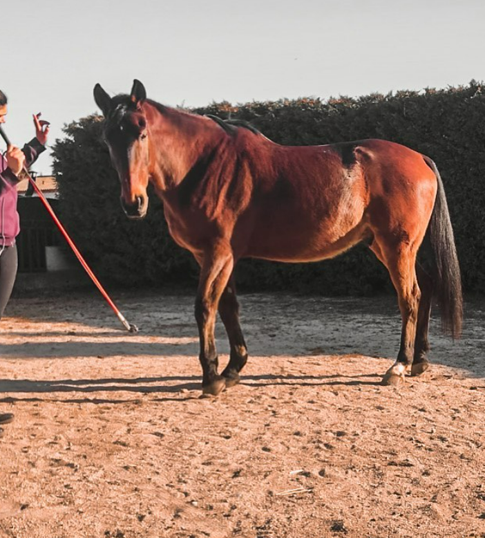 Un cheval.