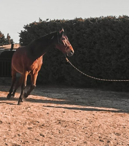 Un cheval au trot.