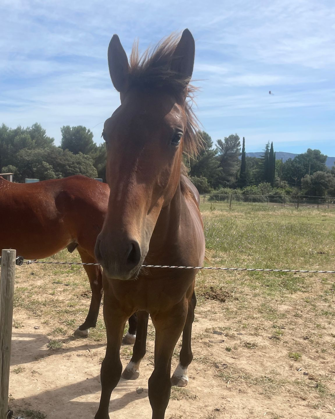 Un cheval dans une carrière avec une personne.