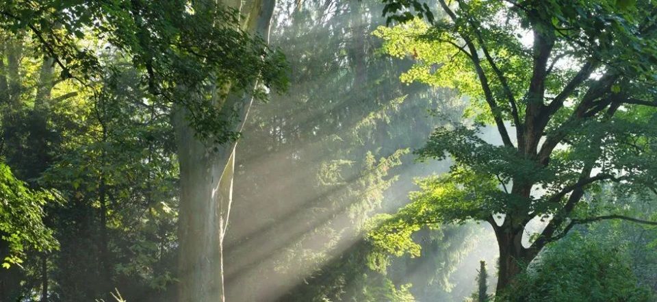 Ruhewald von der Bärtschi Bestattungen AG, der von Sonnenlicht durchflutet wird