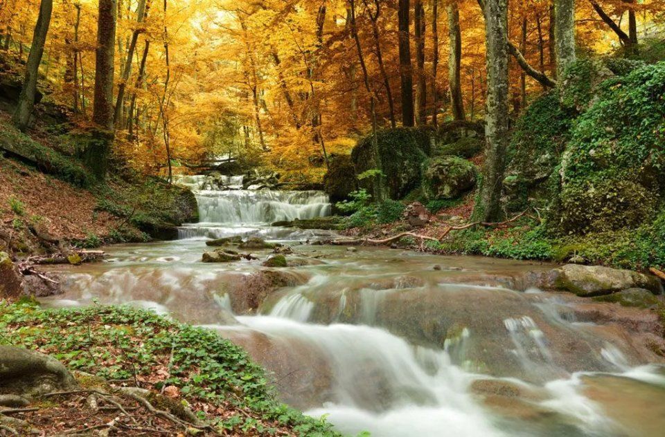 Fluss im Herbstwald in der Nähe der Bärtschi Bestattungen AG