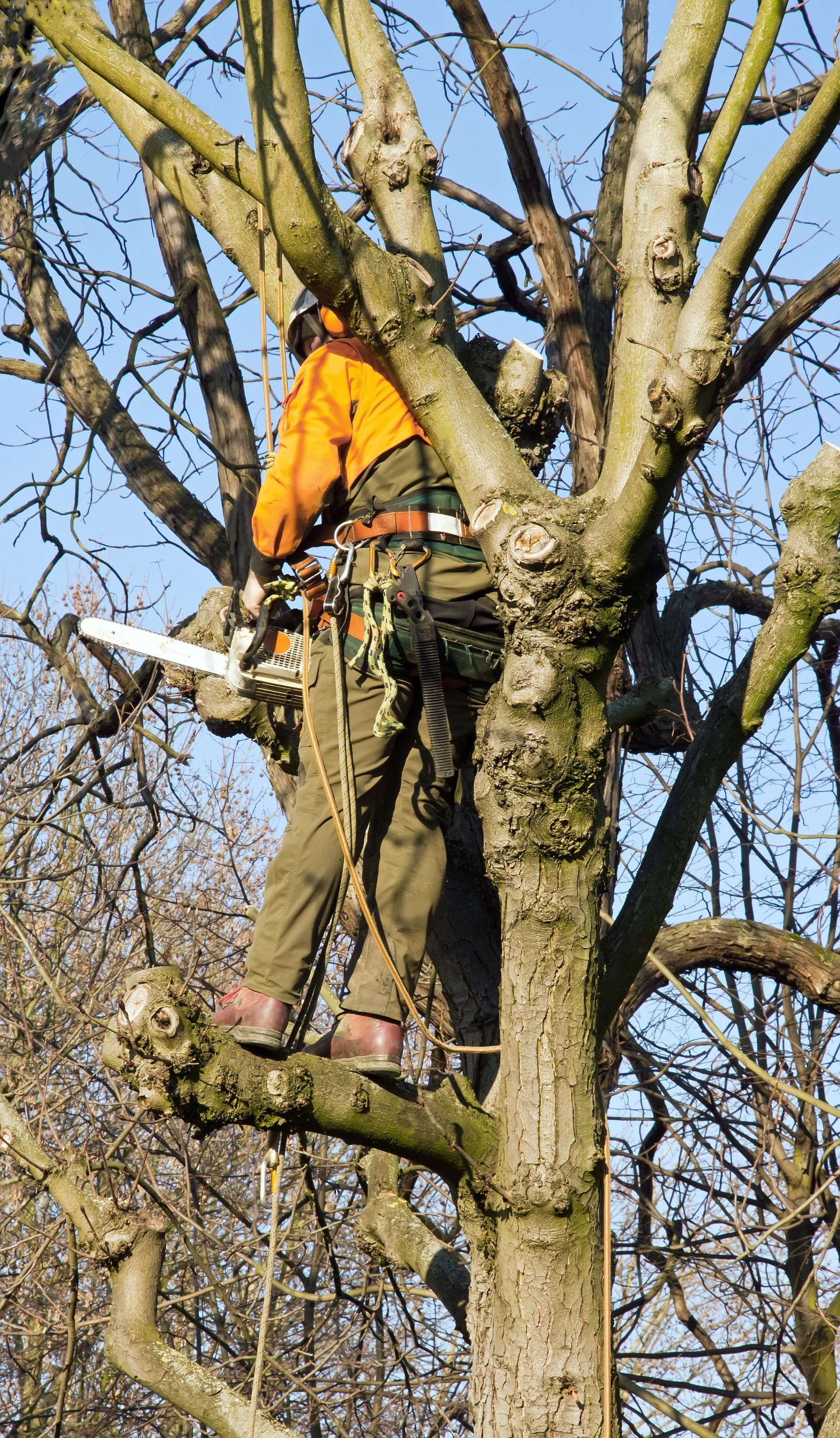 Un arboriste en tenue de sécurité utilise une tronçonneuse pour élaguer un arbre dans un cadre ensoleillé.