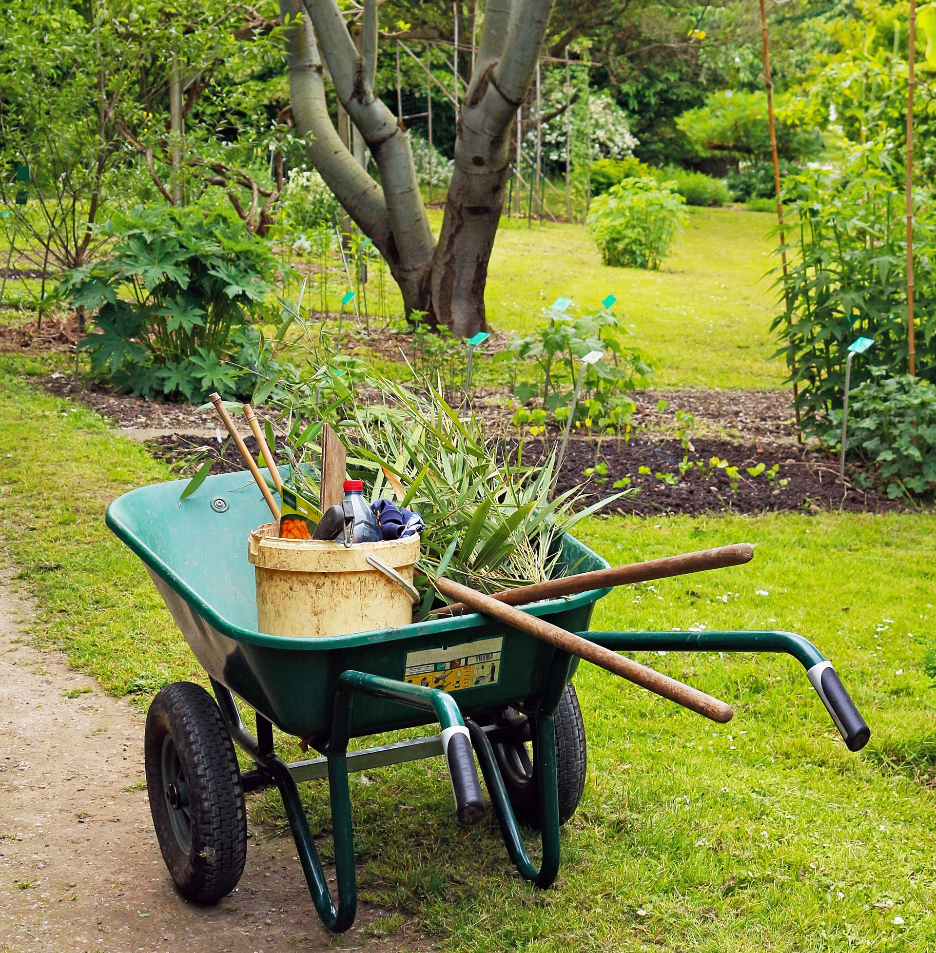 Brouette verte remplie d'outils de jardin et de déchets de jardin dans un jardin luxuriant.