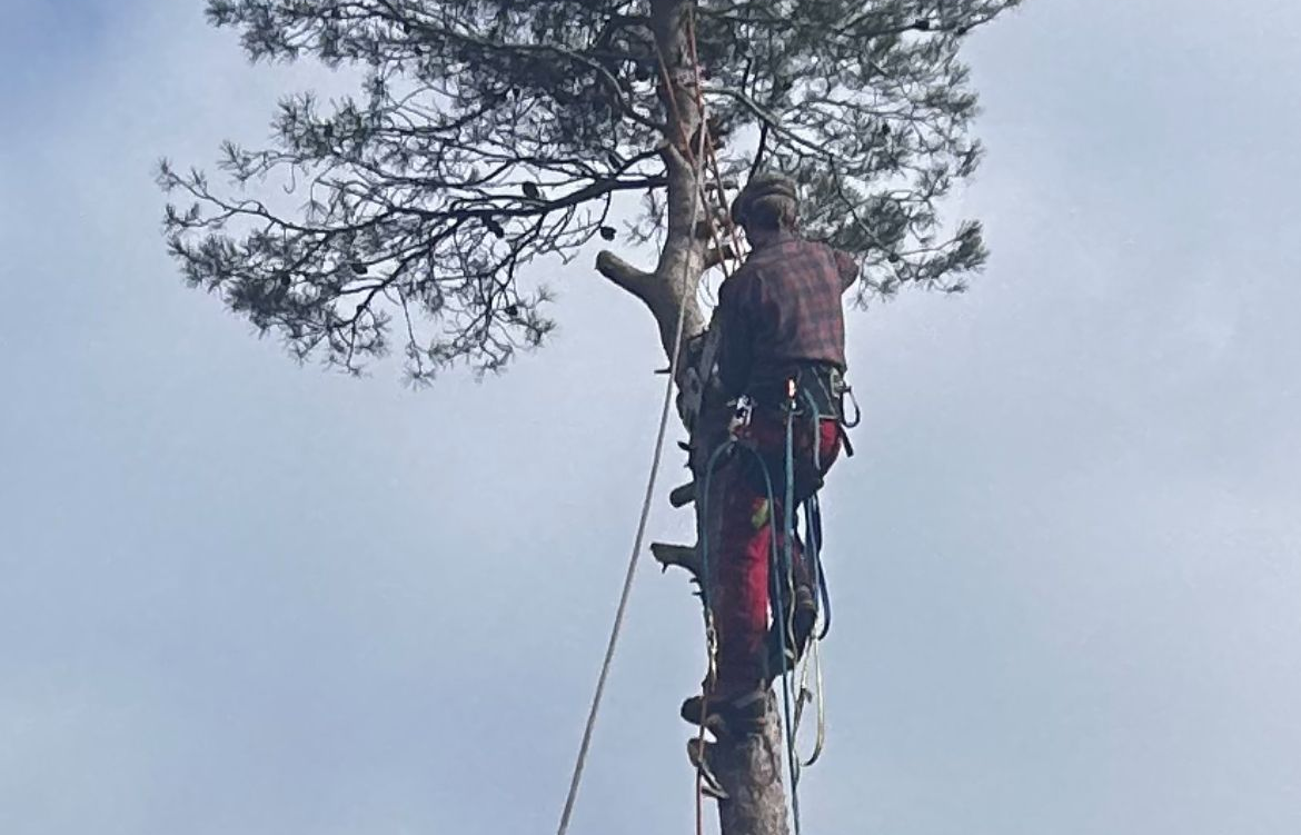 Arboriste en tenue de sécurité, grimpant à un grand arbre à la cime dense, sur fond de ciel nuageux.