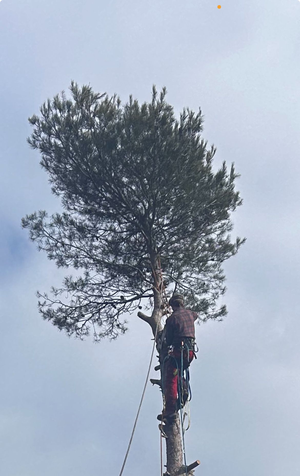 Un arboriste harnaché au sommet d'un grand pin, travaillant sous un ciel nuageux.