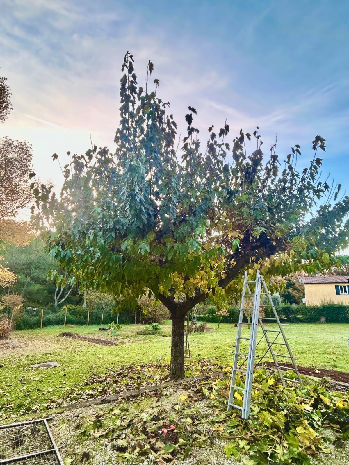 taille de murier Saint Maximin la Sainte Baume - Avant la Taille 