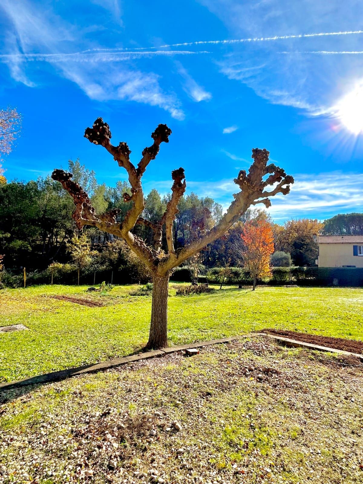 taille de murier Saint Maximin la Sainte Baume - Après la Taille 