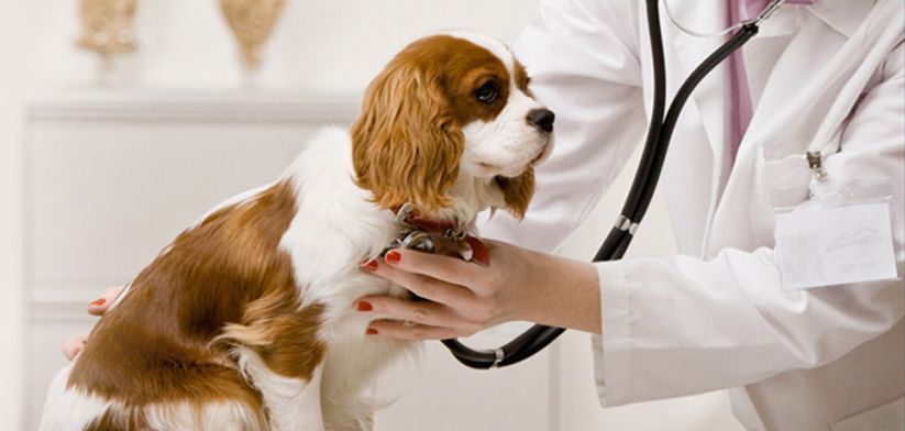 Veterinario examinando a un perro marrón y blanco con un estetoscopio en una clínica