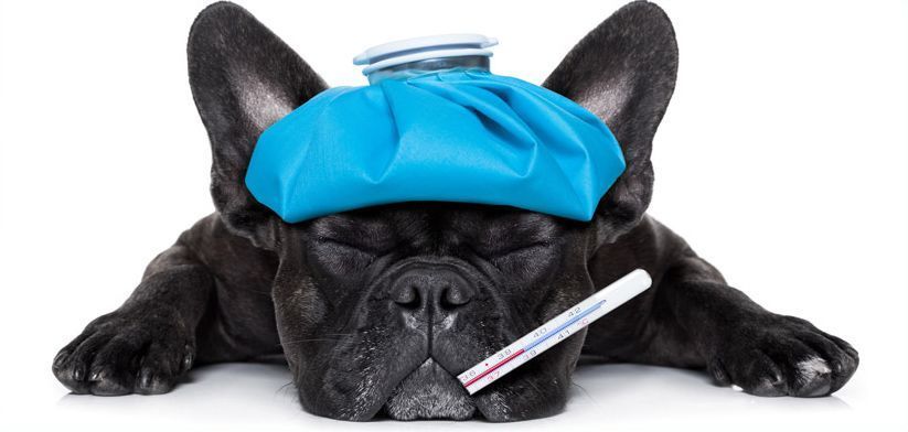 Bulldog francés negro con una bolsa de hielo azul en la cabeza y un termómetro en la boca
