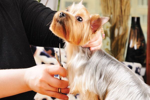Un pequeño Yorkshire Terrier siendo acicalado a mano en interiores, mientras un peluquero le arregla el pelo.