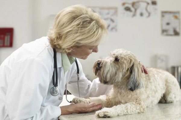 Veterinario con bata blanca examinando a un perro peludo sobre una mesa en una clínica