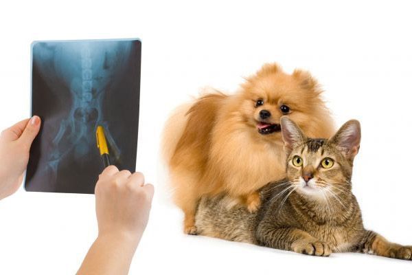 Unas manos sostienen una radiografía de un gato junto a un gato atigrado y un perro pequeño y peludo sobre un fondo blanco