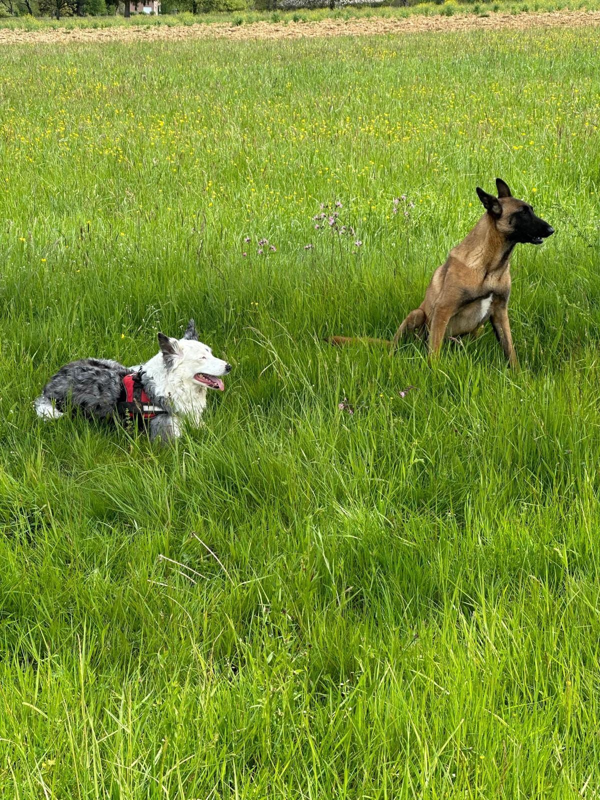 2 chiens qui courent dans l'herbe